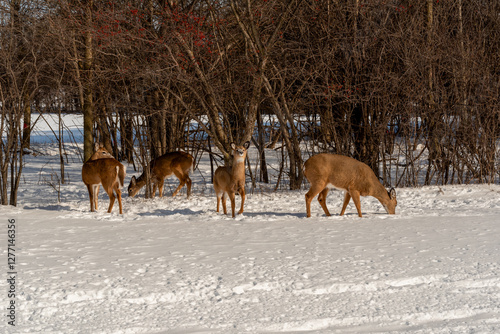 Obraz na płótnie A Small Herd Of White-Tailed Deer Feeding In The Snow On Food Provided By Visitors In An Urban Field In Wisconsin w salonie