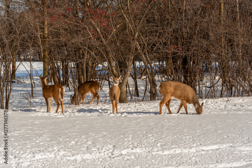 Obraz na płótnie A Small Herd Of White-Tailed Deer Feeding In The Snow On Food Provided By Visitors In An Urban Field In Wisconsin w salonie