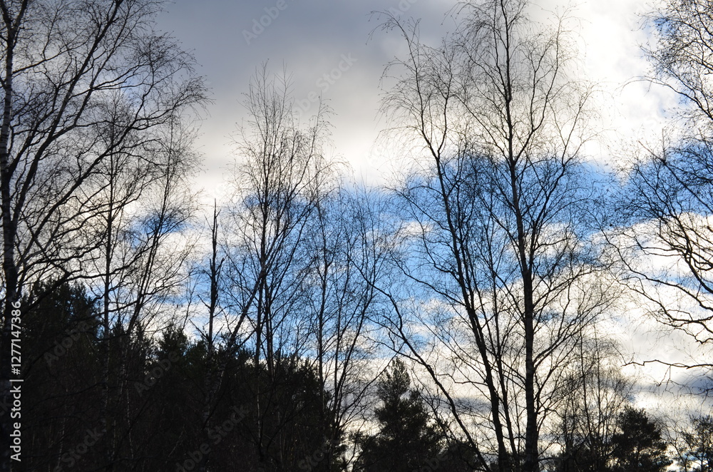 Sky and tree branches. Autumn sunny day. Through the long curved branches of tall trees you can see the light blue sky with white clouds. The leaves have already fallen from the branches, they naked.