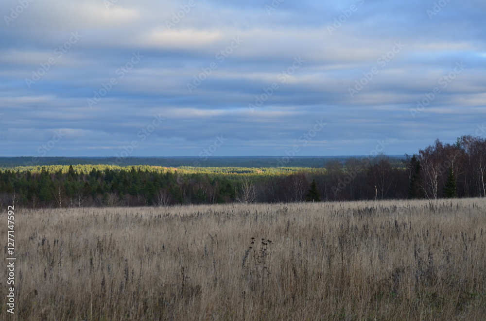 A field with dried grass. A sunny autumn day. A wide meadow with tall grass growing, dried up and yellowed. Above is a light blue sky with white clouds. A dark forest can be seen in the distance. A field with dried grass. A sunny autumn day. A wide meadow with tall grass growing, dried up and yellowed. Above is a light blue sky with white clouds. A dark forest can be seen in the distance.