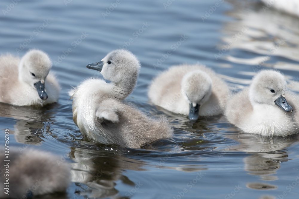 Newborn mute swan (cygnus olor) cygnets swimming in the water Newborn mute swan (cygnus olor) cygnets swimming in the water