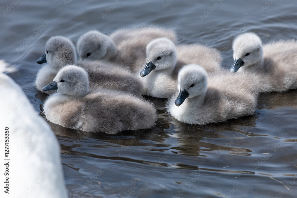 Newborn mute swan (cygnus olor) cygnets swimming in the water Newborn mute swan (cygnus olor) cygnets swimming in the water