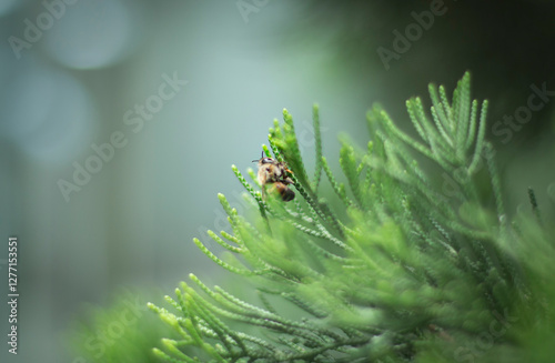 Bee on a Pine