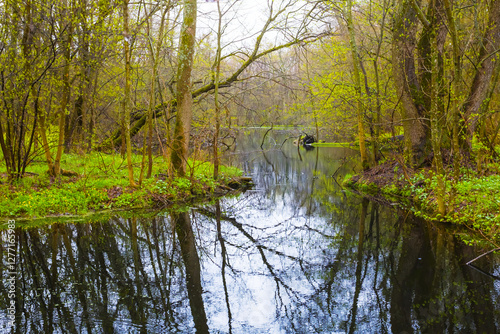 calm blue lake with green forest on a coast