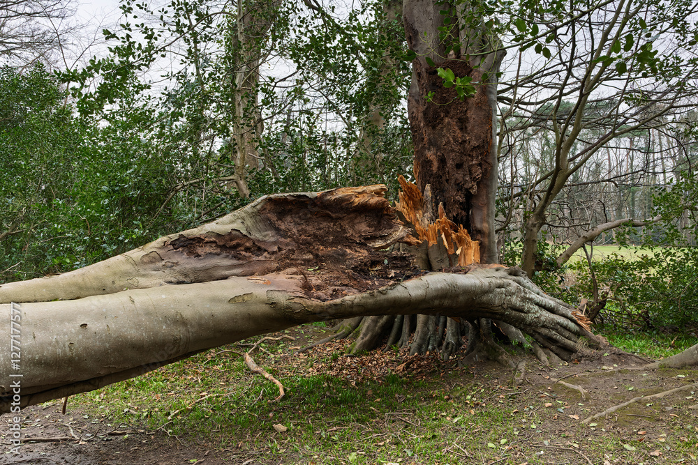Storm Fallen Beech Tree Trunk with Smooth Bark and Snapped Branch Lying Horizontal Across a Woodland Path Causing Natural Obstacle Storm Fallen Beech Tree Trunk with Smooth Bark and Snapped Branch Lying Horizontal Across a Woodland Path Causing Natural Obstacle