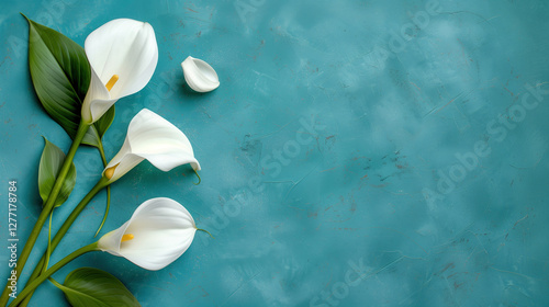 Calla Lilies on Textured Blue Background.  Easter Spring or Summer white lily set against a sea blue backdrop. Background, creative designs. Blank text area.