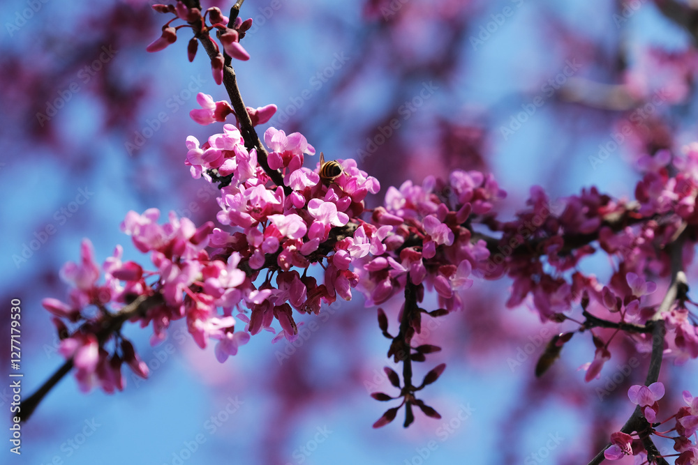 Cercis canadensis redbud tree blooms in bright purple closeup during spring season with bee pollinating. Cercis canadensis redbud tree blooms in bright purple closeup during spring season with bee pollinating.
