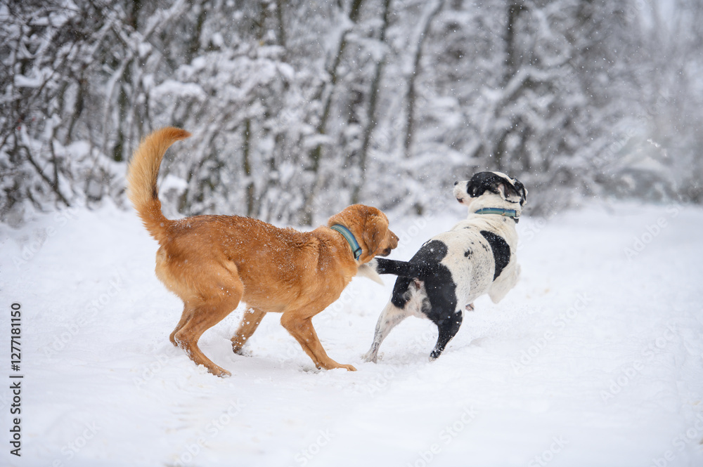 Two rescued dogs on the free walk during obedience training on heavy snow on the snowy and frozen path through a wood Two rescued dogs on the free walk during obedience training on heavy snow on the snowy and frozen path through a wood