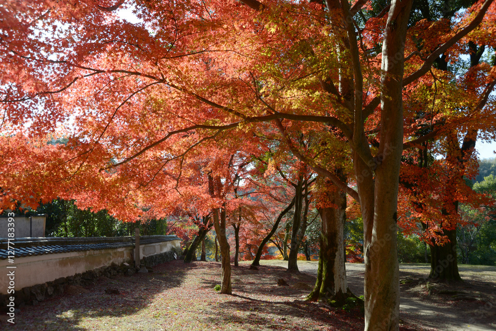 Naklejka premium 興聖寺 参道脇の紅葉 京都府宇治市