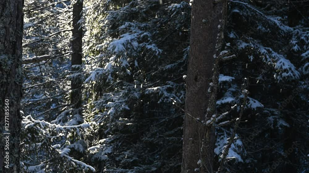In a coniferous forest, snow falling from the trees overhead sparkles in the sunlight, Romeriksåsen, Norway, UHD, 60 fps