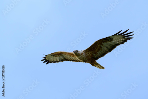 Long-legged Buzzard Buteo rufinus flying in the sky photo