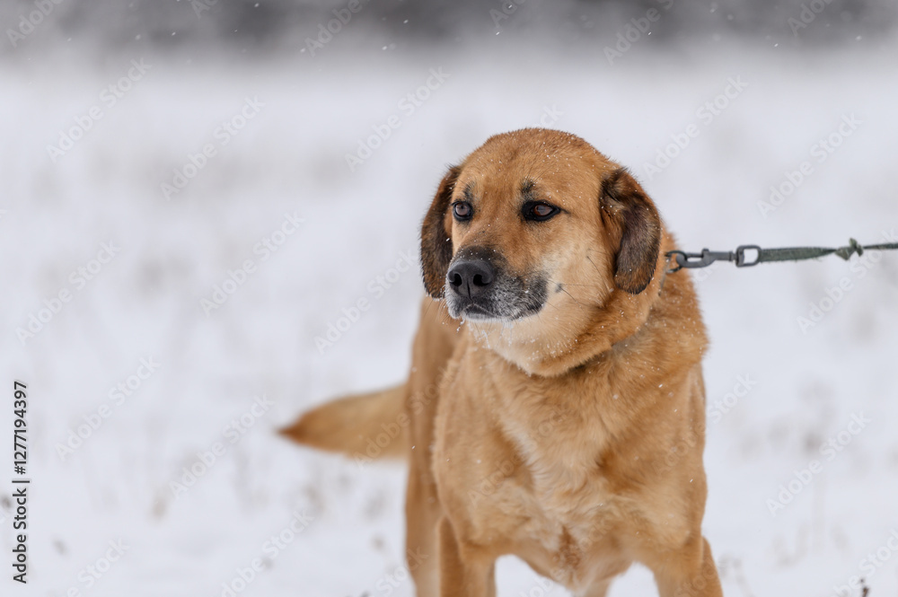Rescued dog on the obedience training during regular free walk on heavy snow on the snowy and frozen meadow Rescued dog on the obedience training during regular free walk on heavy snow on the snowy and frozen meadow