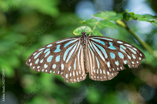 羽根を休めるリュウキュウアサギマダラ photo