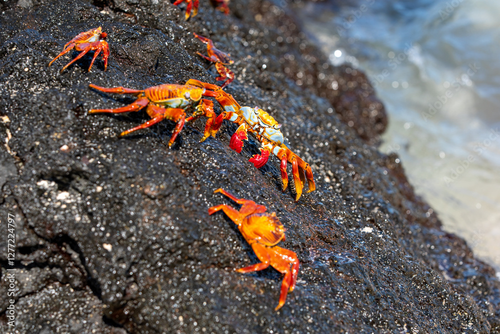 Sally Lightfoot Crabs (Grapsus grapsus) on a lava rock, Galapagos. Sally Lightfoot Crabs (Grapsus grapsus) on a lava rock, Galapagos.