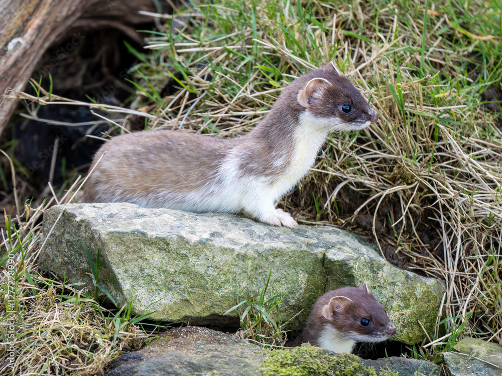 Close-up of a Partial Ermine Stoat Head