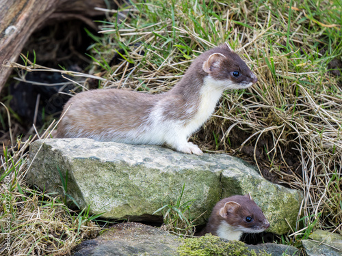 Obraz na płótnie Close-up of a Partial Ermine Stoat Head w salonie