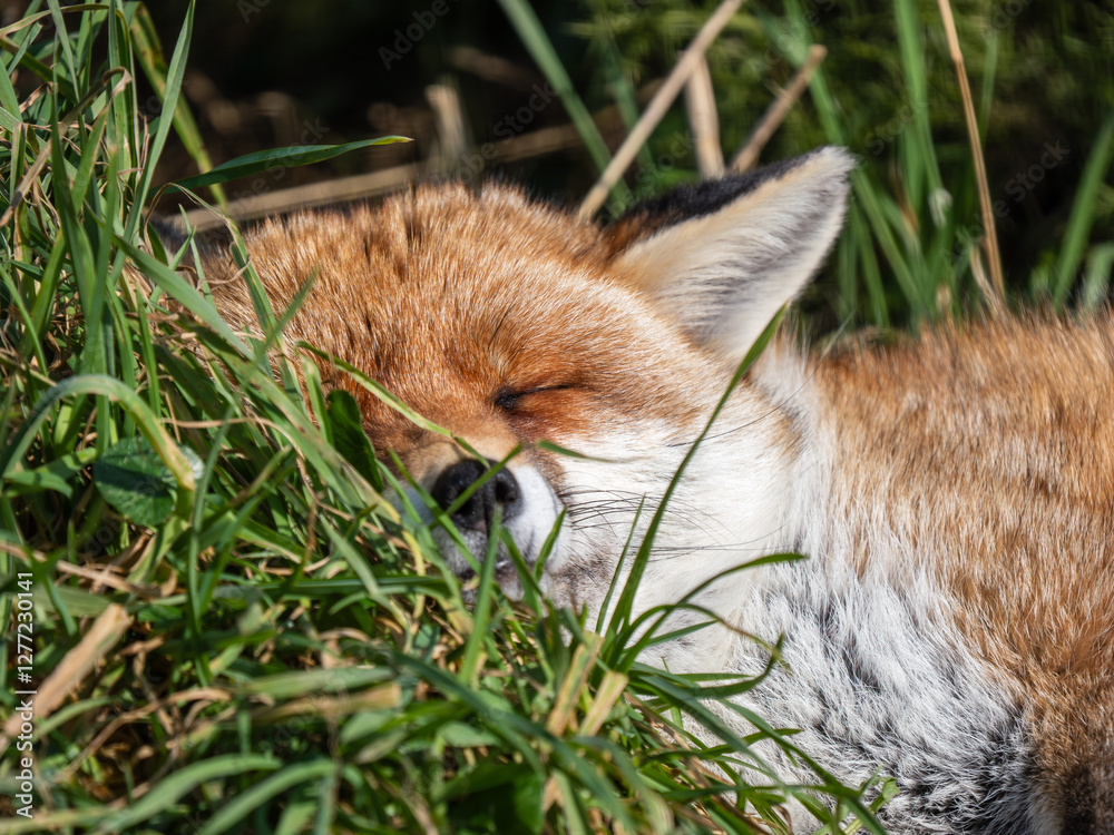 Close-up of a Fox Sleeping