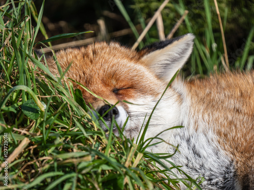Obraz na płótnie Close-up of a Fox Sleeping w salonie