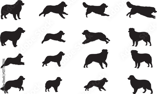 Australian Shepherd Silhouette on White Background