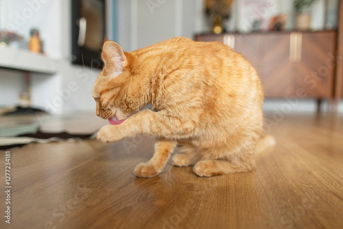 Adult red cat sitting on wooden floor at home and licking the paw, washing himself indoors
