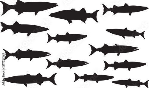 Barracuda Silhouettes