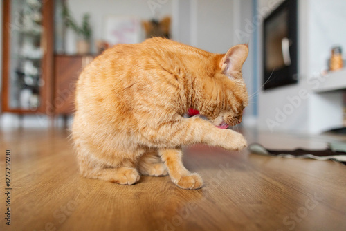 Canvas Print Ginger cat washing and licking the paw, sitting on wooden floor in living room,