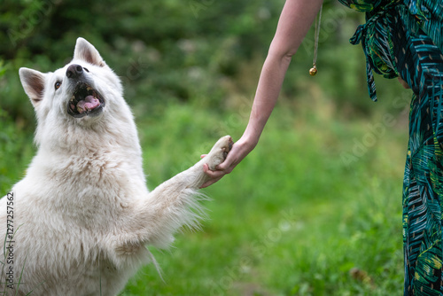 Un chien blanc de race berger blanc suisse qui donne la pâte à sa maîtresse 
