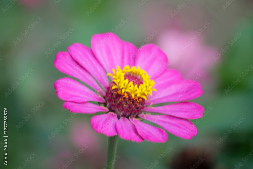 Close-up image of vibrant red summer flowering Zinnia flowers in soft sunshin
Close-up image of vibrant red summer flowering Zinnia flowers in soft sunshin