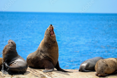 sea lion on the beach