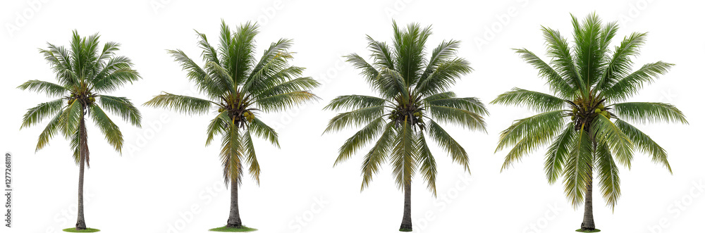Fototapeta premium set of coconut palms png