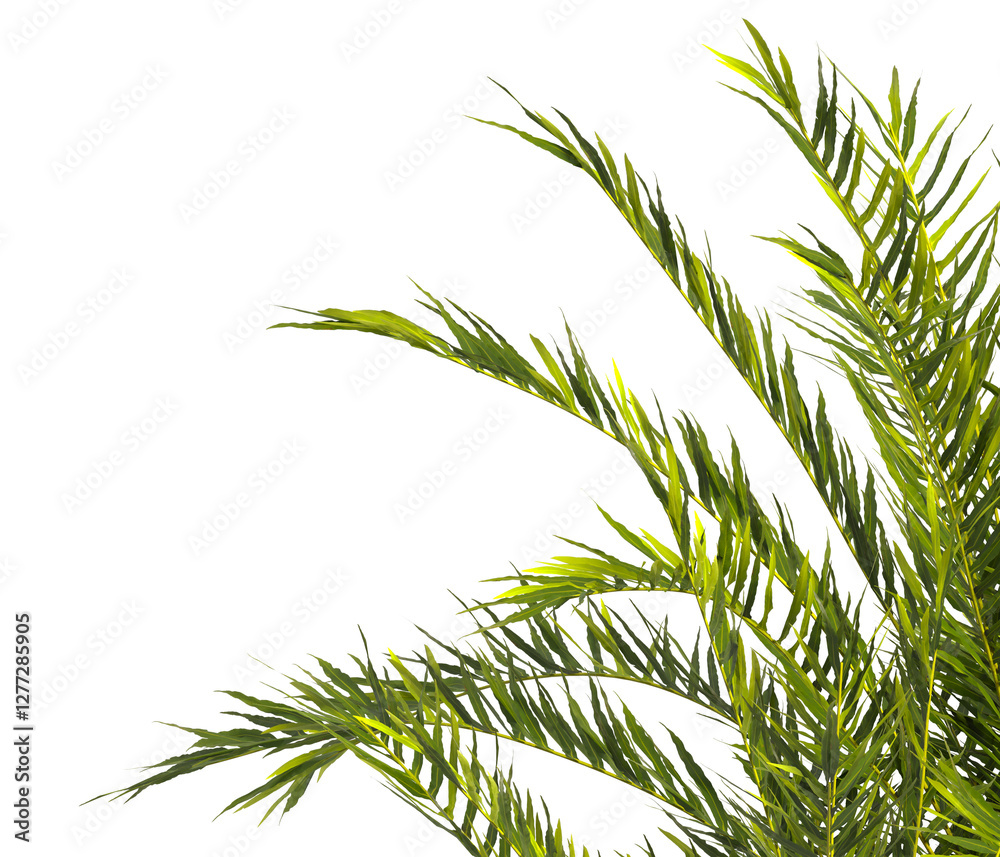 fern branch isolated transparent background. PNG fern leaves isolated transparent. fern plant isolated white. Blechnum Gibbum. Silver Lady, Dwarf Tree Fern. Oceaniopteris gibba. miniature tree fern. fern branch isolated transparent background. PNG fern leaves isolated transparent. fern plant isolated white. Blechnum Gibbum. Silver Lady, Dwarf Tree Fern. Oceaniopteris gibba. miniature tree fern.