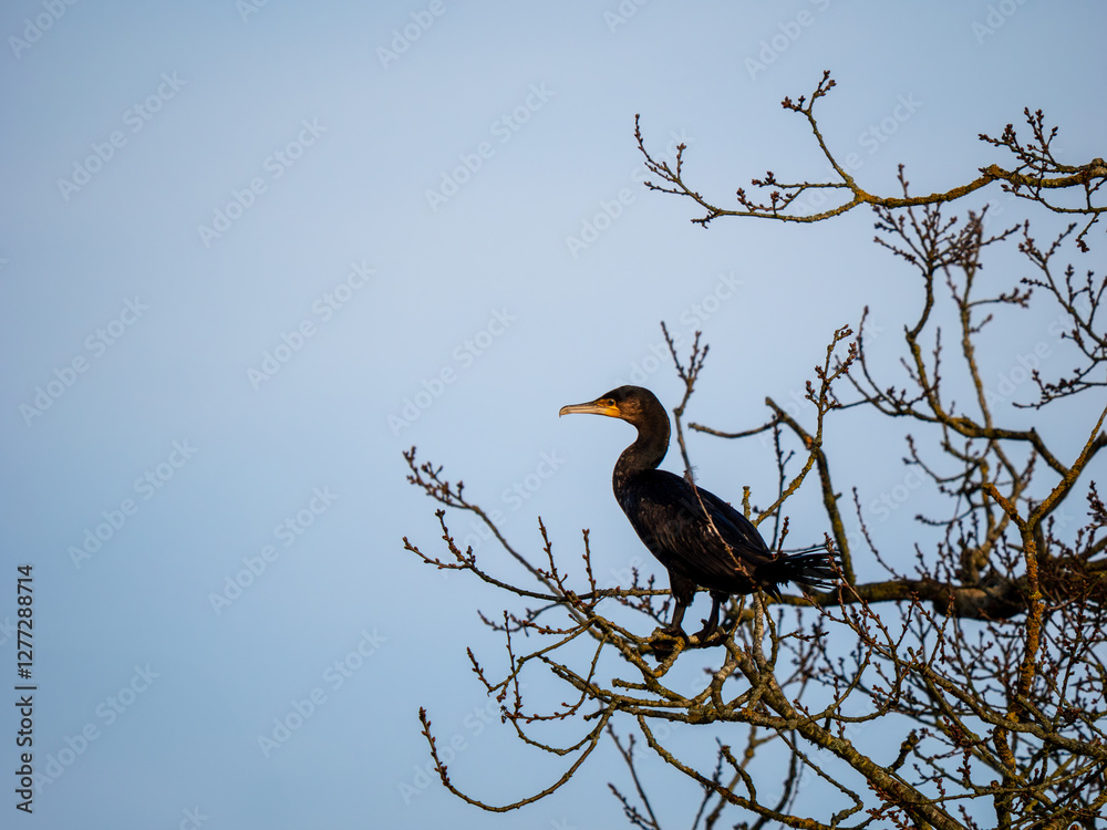 A Cormorant Perched in a Tree