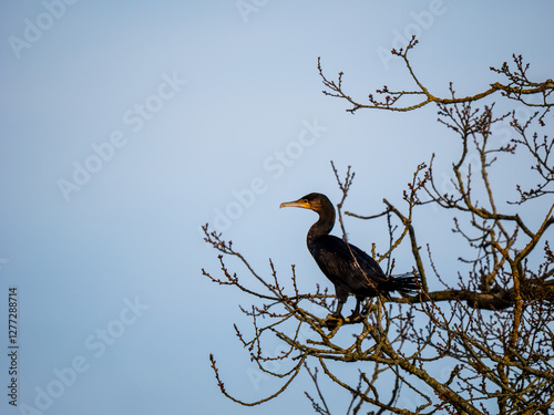 Obraz na płótnie A Cormorant Perched in a Tree w salonie
