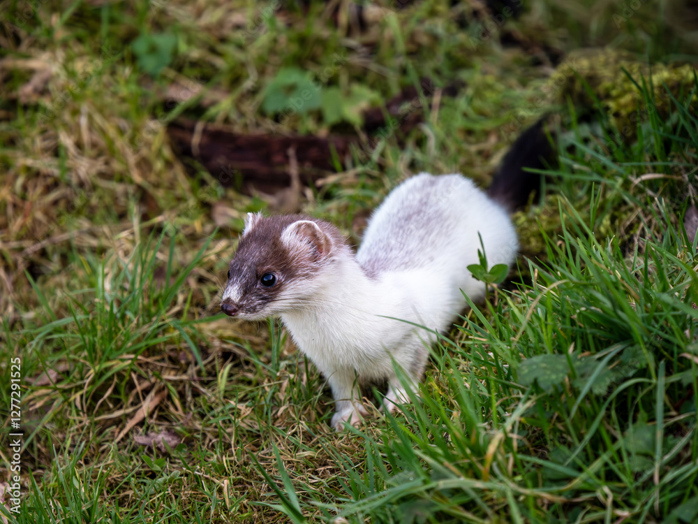 Close-up of a Partial Ermine Stoat Head