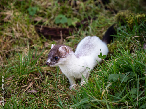 Close-up of a Partial Ermine Stoat Head