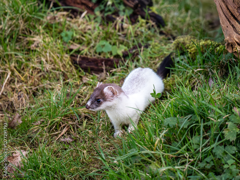 Close-up of a Partial Ermine Stoat Head