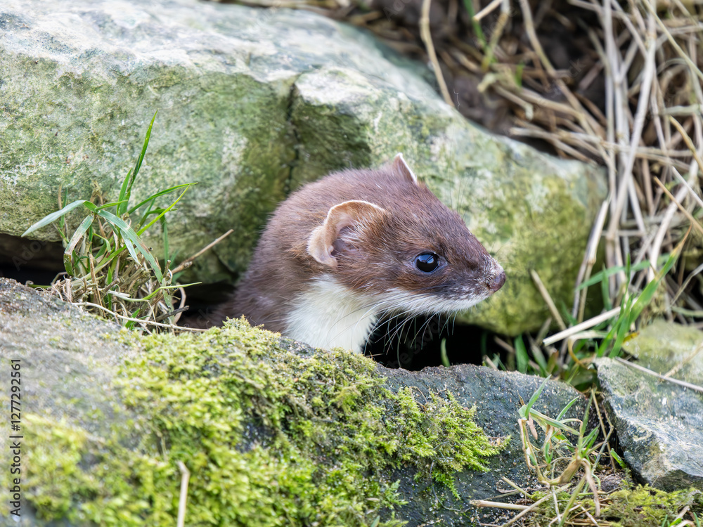 Close-up of a Stoat Head