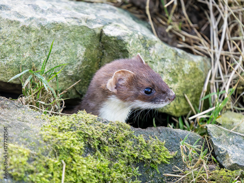 Obraz na płótnie Close-up of a Stoat Head w salonie