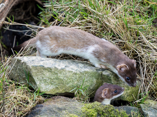 Obraz na płótnie Close-up of a Partial Ermine Stoat Head w salonie