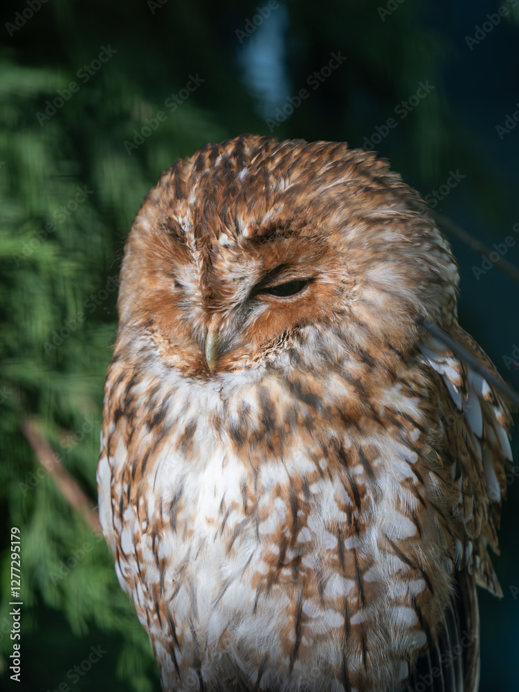 Close-up of a Tawny Owl