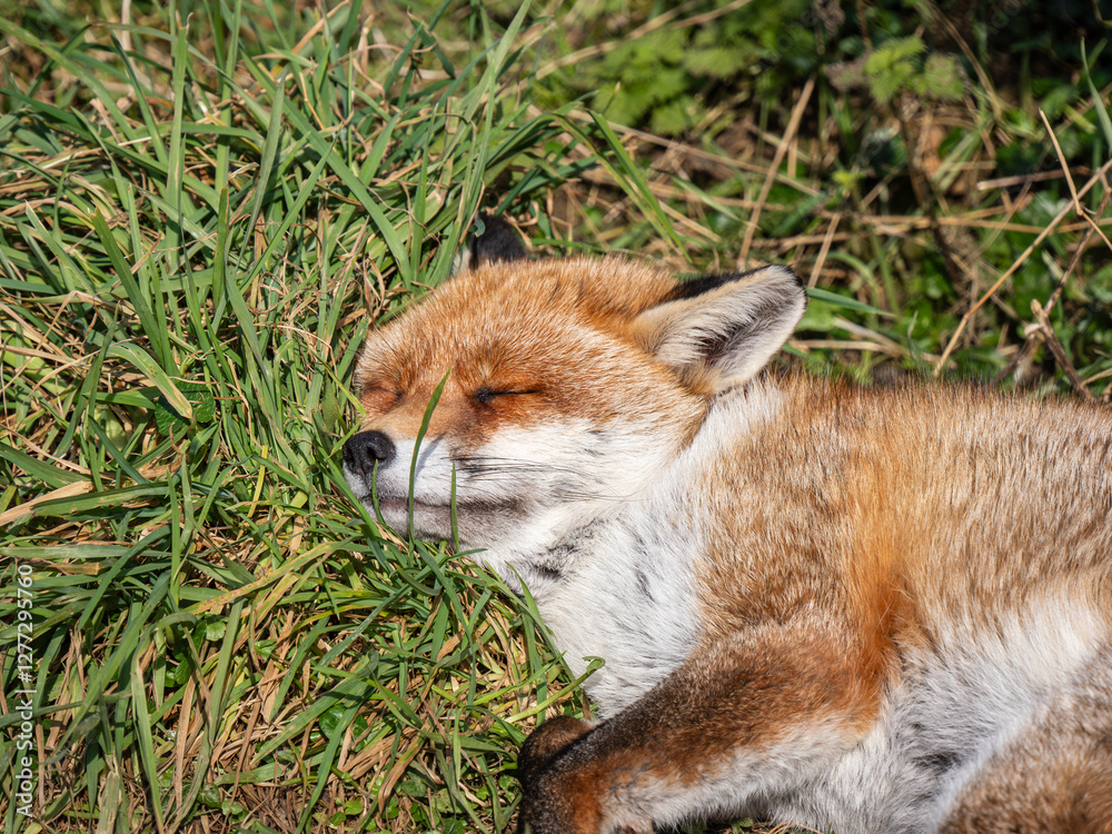 Close-up of a Fox Sleeping