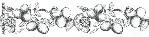 Horizontal pattern of walnut branches. Vector border with kernels, leaves and nut skin. Illustration in engraving style. Design for pasta, nut paste or liqueur. Hand drawn ink sketch.