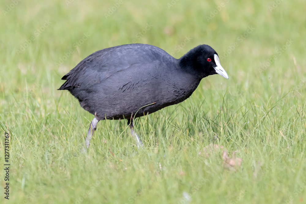 Obraz premium Eurasian Coot Among Grass