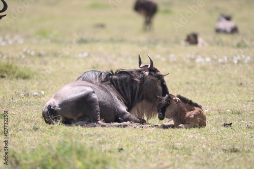 a baby wildebeest and her mother, a herd of wildebeest in the savannah of Serengeti, Tanzania