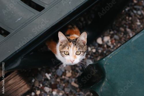 Wild Cat Searching for Food – Homeless Animal at Risk of Rabies