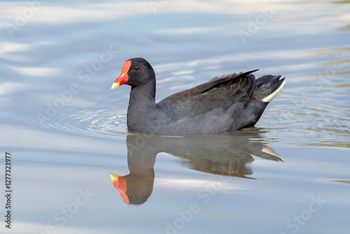 Tableau sur toile Dusky Moorhen Swimming with Reflection