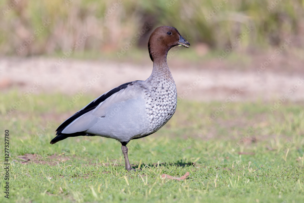 Male Australian Wood Duck Walking on Dry Ground Male Australian Wood Duck Walking on Dry Ground