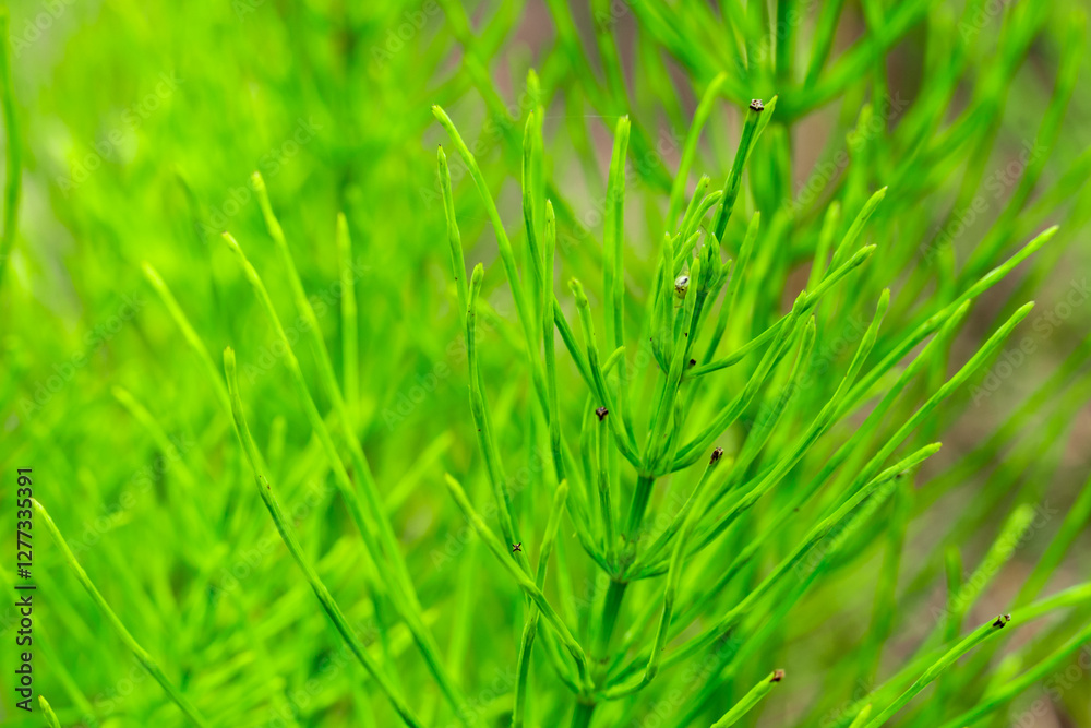 Fototapeta premium Vibrant green horsetail plant thriving in natural setting