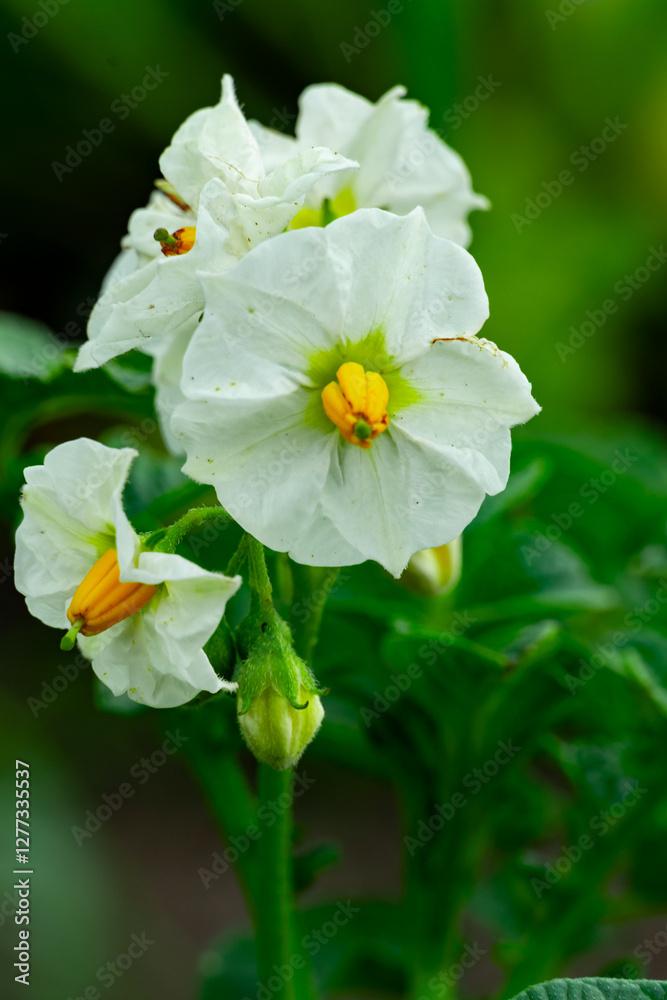 Vibrant white potato flowers blooming in a lush garden Vibrant white potato flowers blooming in a lush garden
