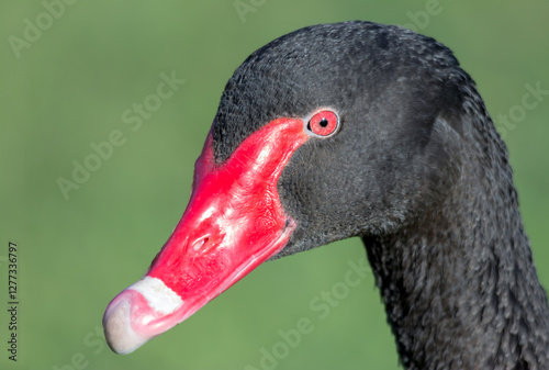 Fototapeta Naklejka Na Ścianę i Meble -  Black Swan Close-Up Portrait